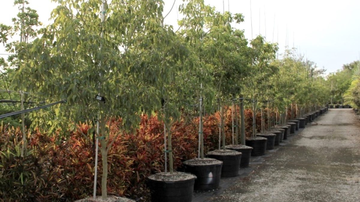 Satinwood Tree - Zanthoxylum Flavum for Sale Florida | Treeworld