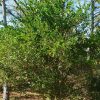 specimen -Randia Aculeata (Indigo berry)