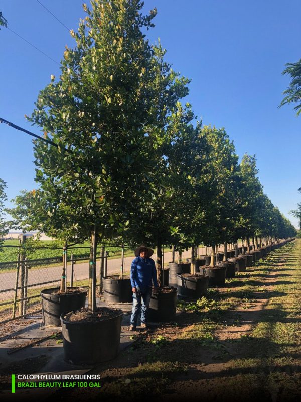 100 Gal - Calophyllum Brasilensis - Brazil Beauty Leaf