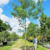 100 Gal - Ceiba Pentandra - Kapok