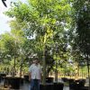 100 Gal - Ceiba Pentandra - Kapok