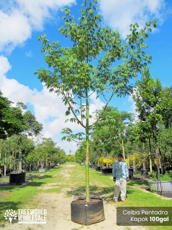 100 Gal - Ceiba Pentandra - Kapok