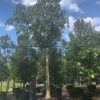 100 Gal - Ceiba Pentandra - Kapok