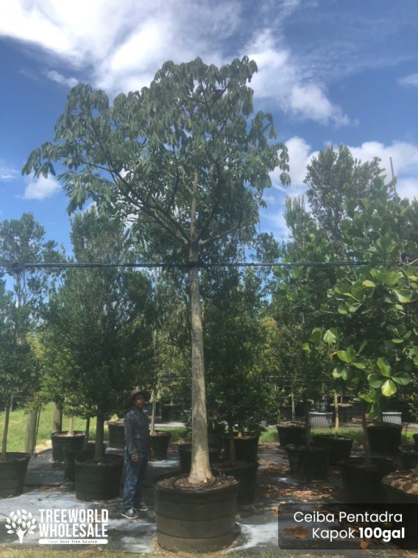 100 Gal - Ceiba Pentandra - Kapok