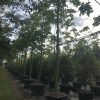 100 Gal - Ceiba Pentandra - Kapok