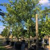 100 Gal - Ceiba Pentandra - Kapok