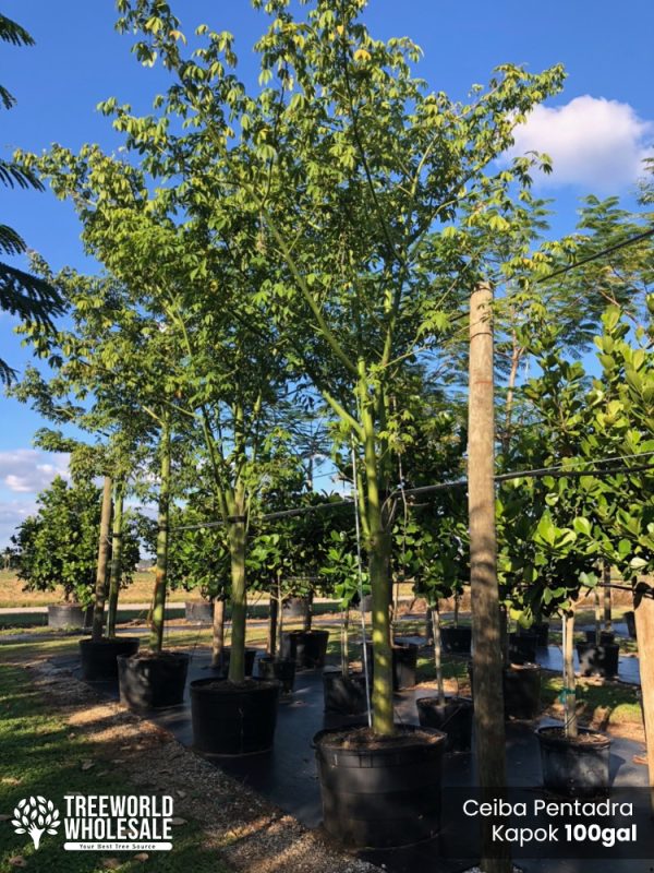 100 Gal - Ceiba Pentandra - Kapok