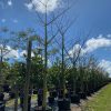 100 Gal - Ceiba Pentandra - Kapok