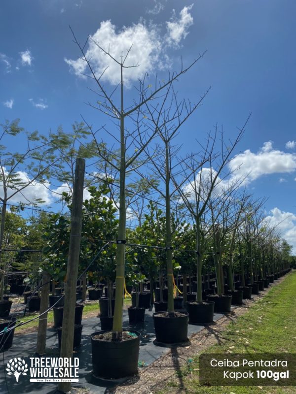 100 Gal - Ceiba Pentandra - Kapok