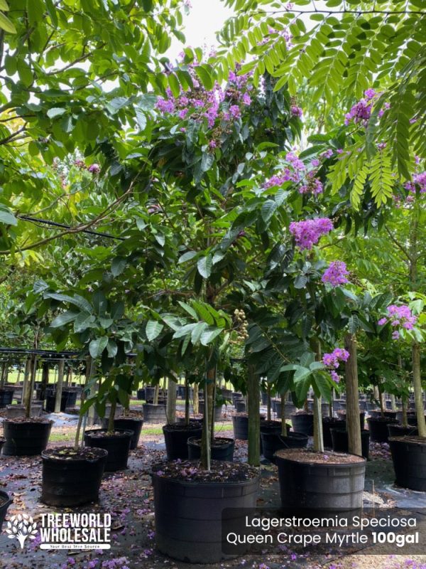 100 Gal - Lagerstroemia Speciosa - Queen Crape Myrtle