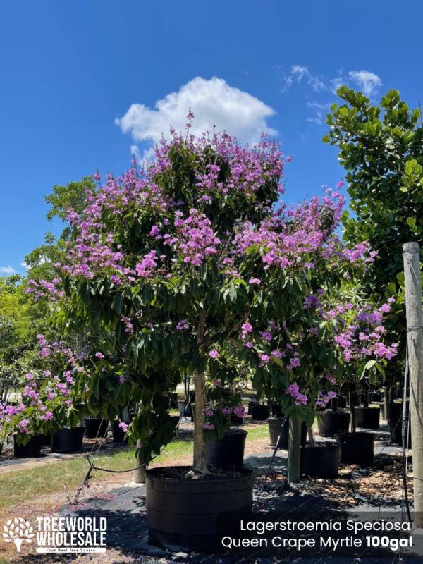 100 Gal - Lagerstroemia Speciosa - Queen Crape Myrtle