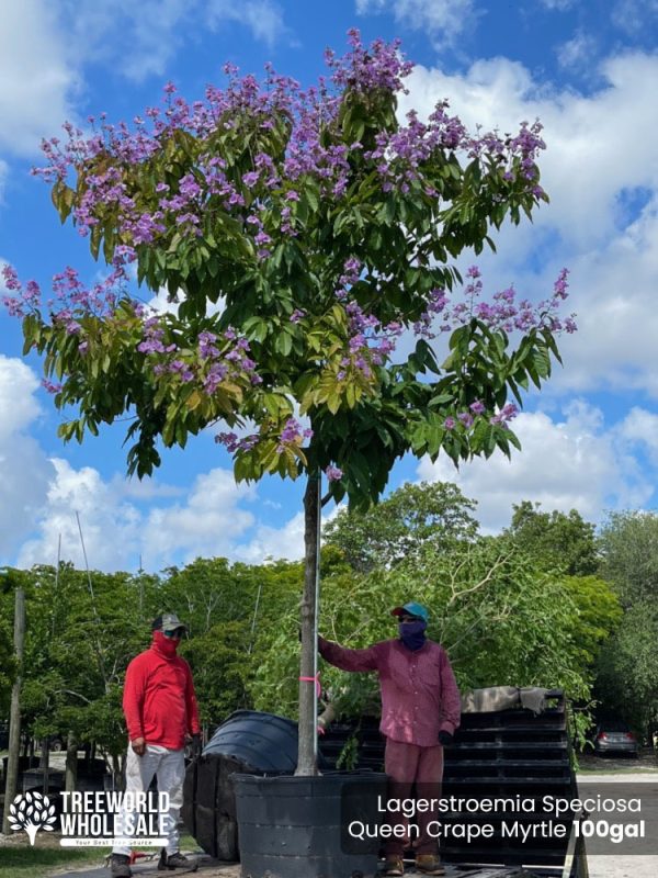 100 Gal - Lagerstroemia Speciosa - Queen Crape Myrtle