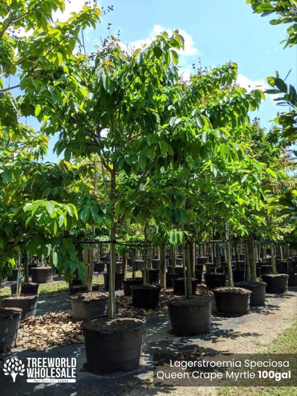 100 Gal - Lagerstroemia Speciosa - Queen Crape Myrtle