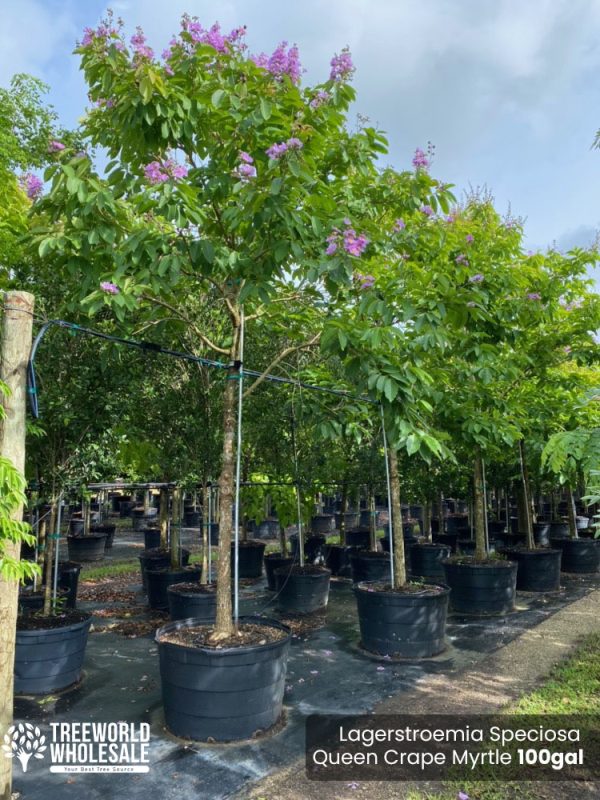 100 Gal - Lagerstroemia Speciosa - Queen Crape Myrtle