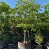 100 Gal - Stemmadenia Litoralis - Milkyway Lechoso