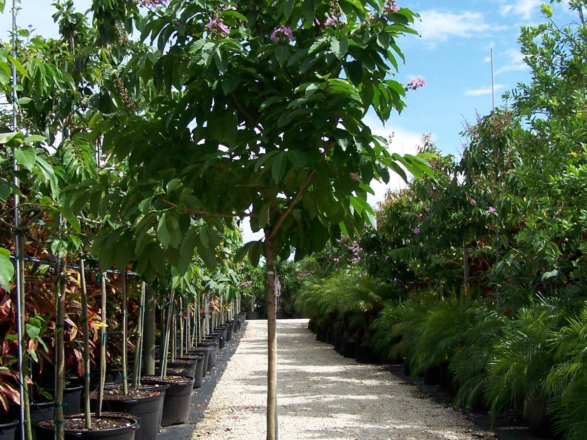 Lagerstroemia Speciosa