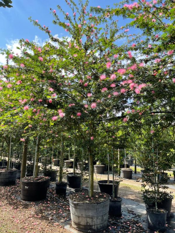 Powder Puff tree 100gal Calliandra Surinamensis