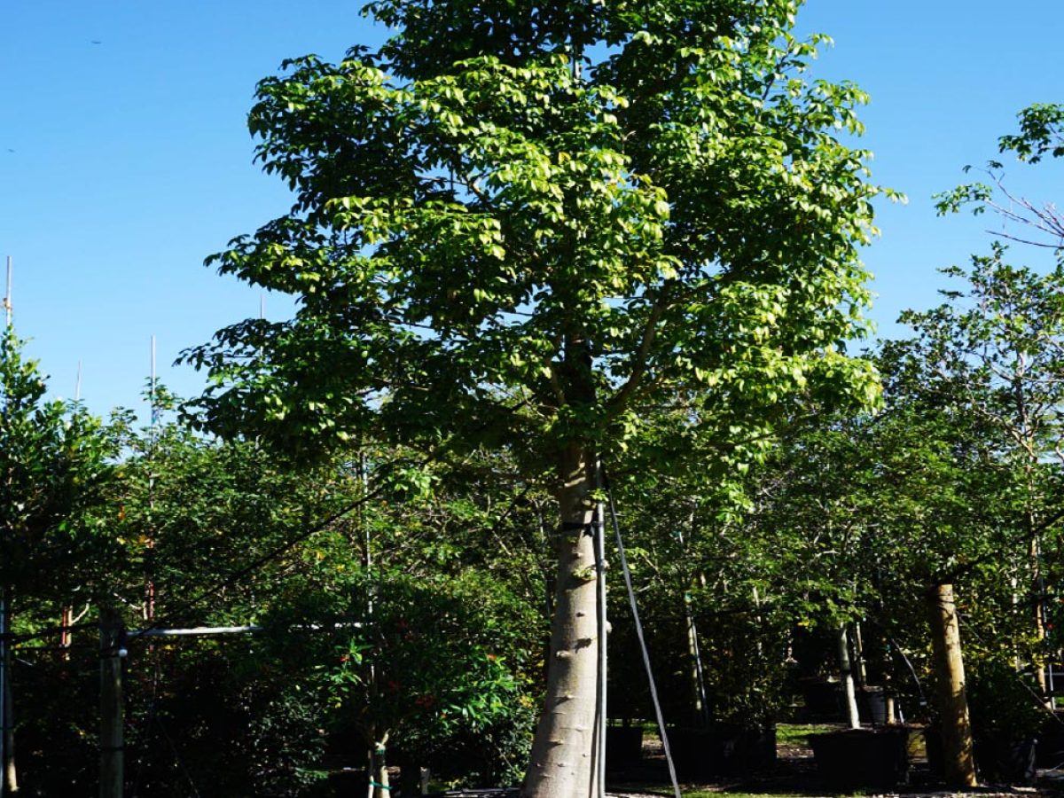 『baobab』 Adansonia digitata - Wikipedia