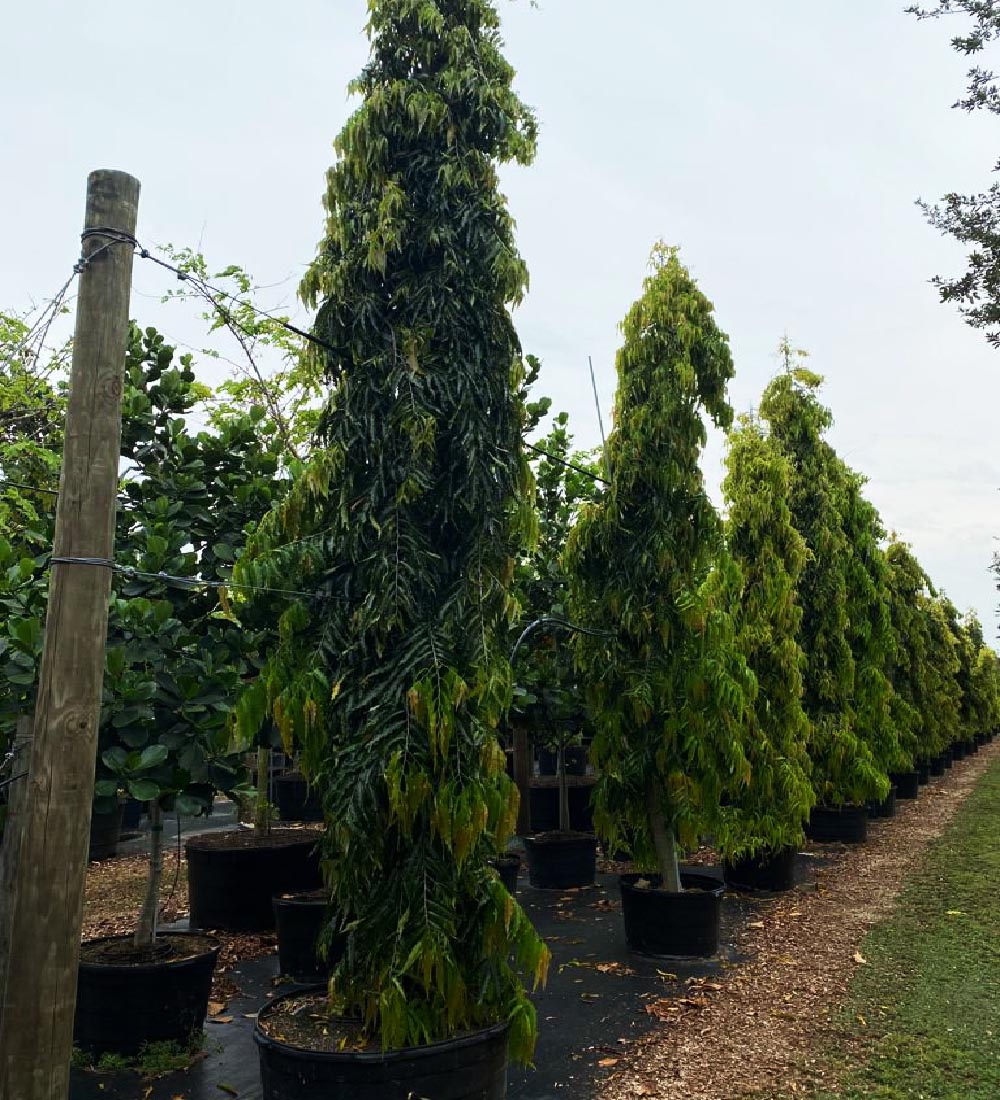 Polyalthia Longifolia Tree For Sale | Treeworld Wholesale