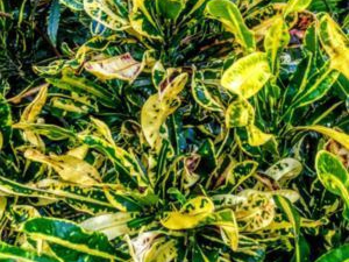 Codiaeum variegatum | Treeworld Wholesale