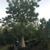 200 Gal - Ceiba Pentandra - Kapok