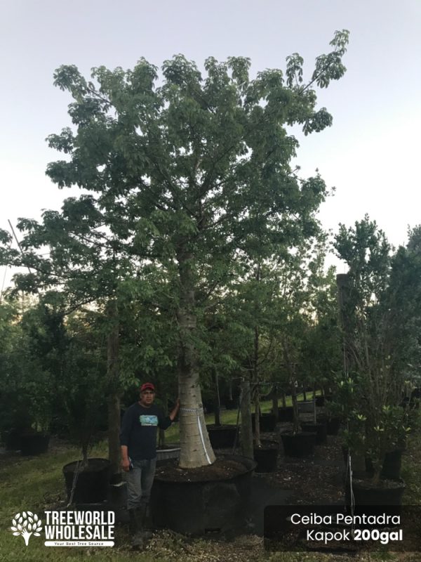 200 Gal - Ceiba Pentandra - Kapok