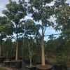 200 Gal - Ceiba Pentandra - Kapok