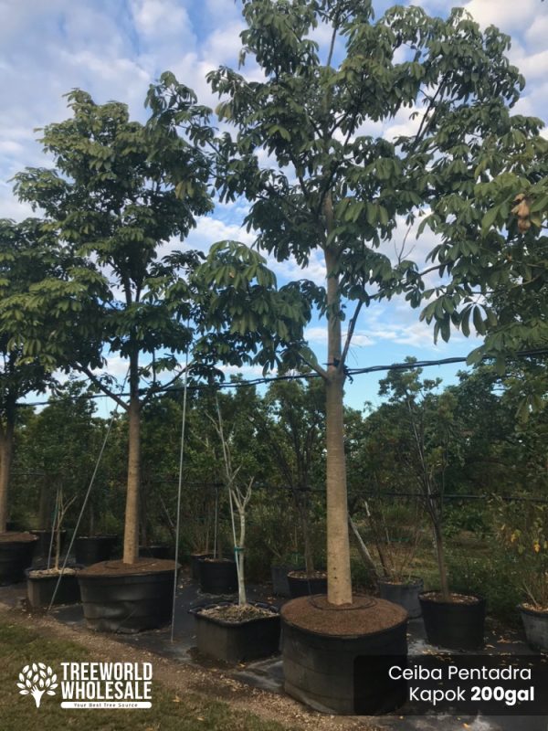 200 Gal - Ceiba Pentandra - Kapok