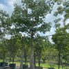 200 Gal - Ceiba Pentandra - Kapok