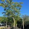 200 Gal - Ceiba Pentandra - Kapok