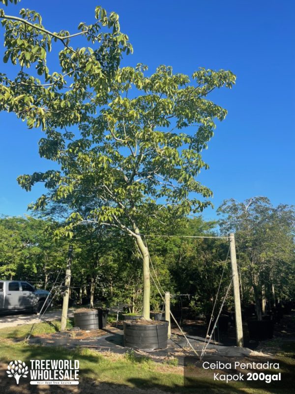 200 Gal - Ceiba Pentandra - Kapok