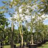 200 Gal - Ceiba Pentandra - Kapok