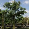 200 Gal - Ceiba Pentandra - Kapok