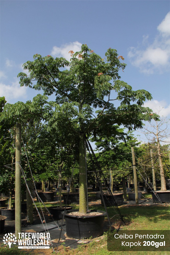 Kapok Tree – Muni Farms