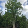 200 Gal - Ceiba Pentandra - Kapok