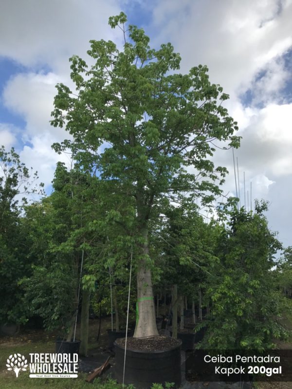 200 Gal - Ceiba Pentandra - Kapok