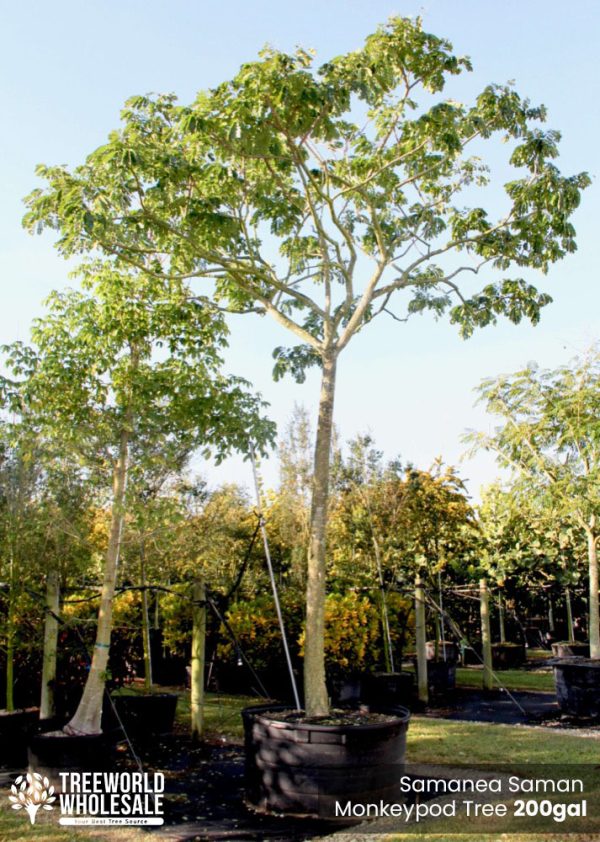 200-Gal-Samanea-Saman-Rain-Tree-Monkey-Pod-Tree