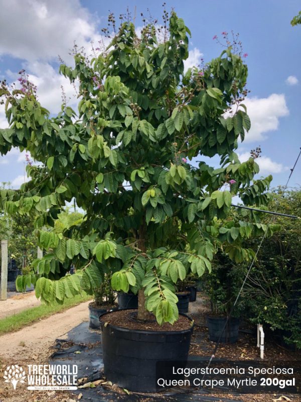 200 Gal - Lagerstroemia Speciosa - Queen Crape Myrtle