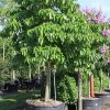 200 Gal - Stemmadenia Litoralis - Milkyway Lechoso -