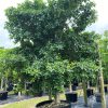 200 gallons ficus aurea at TreeWorld Wholesale