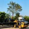 200 gal ficus aurea delivery