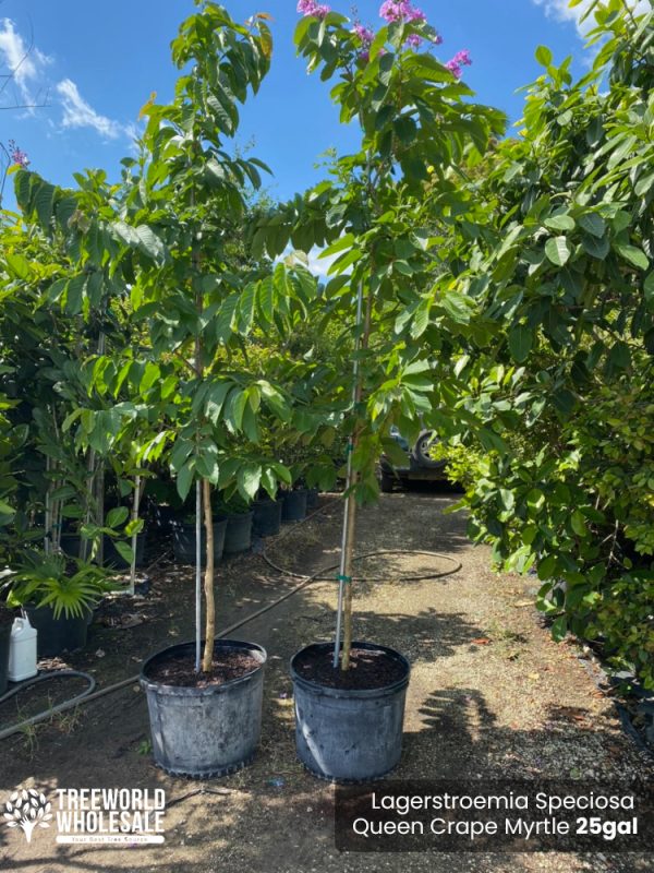 25 Gal - Lagerstroemia Speciosa - Queen Crape Myrtle