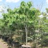 25 Gal - Stemmadenia Litoralis - Milkyway Lechoso