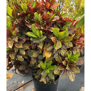 Codiaeum variegatum (Croton Petra)