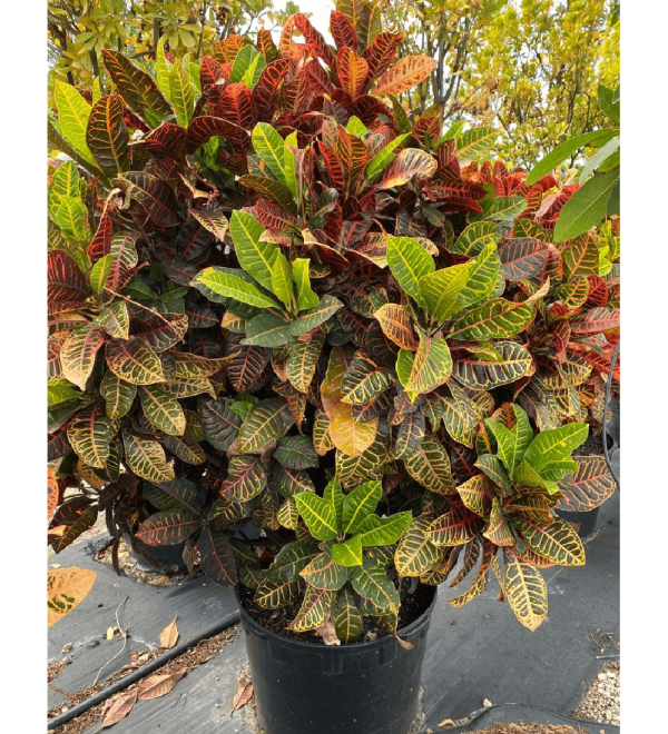 Codiaeum variegatum (Croton Petra)