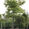 300 Gal - Ceiba Pentandra - Kapok