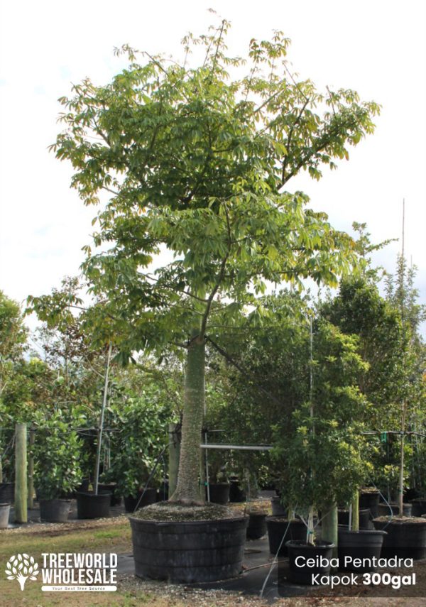 300 Gal - Ceiba Pentandra - Kapok