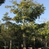 300 Gal - Ceiba Pentandra - Kapok