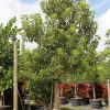 300 Gal - Ceiba Pentandra - Kapok
