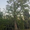 300 Gal - Ceiba Pentandra - Kapok